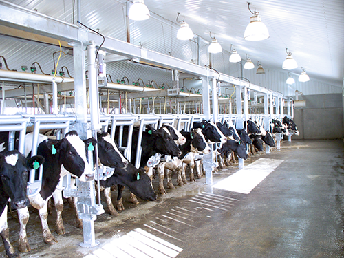 Air-Regulated Individual Cow Indexing Stalls - With Cattle
